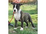 AMSTAFF Nellie (Ataxia Clear By Parental)