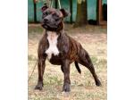 AMSTAFF Lucy