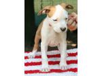 AMSTAFF Sharon