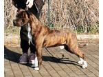 AMSTAFF Tanos (Ataxia Clear By Parental)