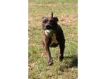 AMSTAFF Lucy
