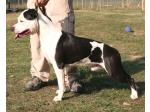 AMSTAFF Sioux (Ataxia Clear By Parental)
