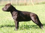 AMSTAFF Funny