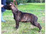 AMSTAFF Lucy