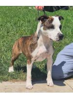 American Staffordshire Terrier, amstaff - Bred-by,  Queen (Ataxia Clear by parental) 