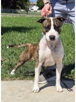 American Staffordshire Terrier, amstaff - Bred-by, Betty (Ataxia Clear By Parental) 