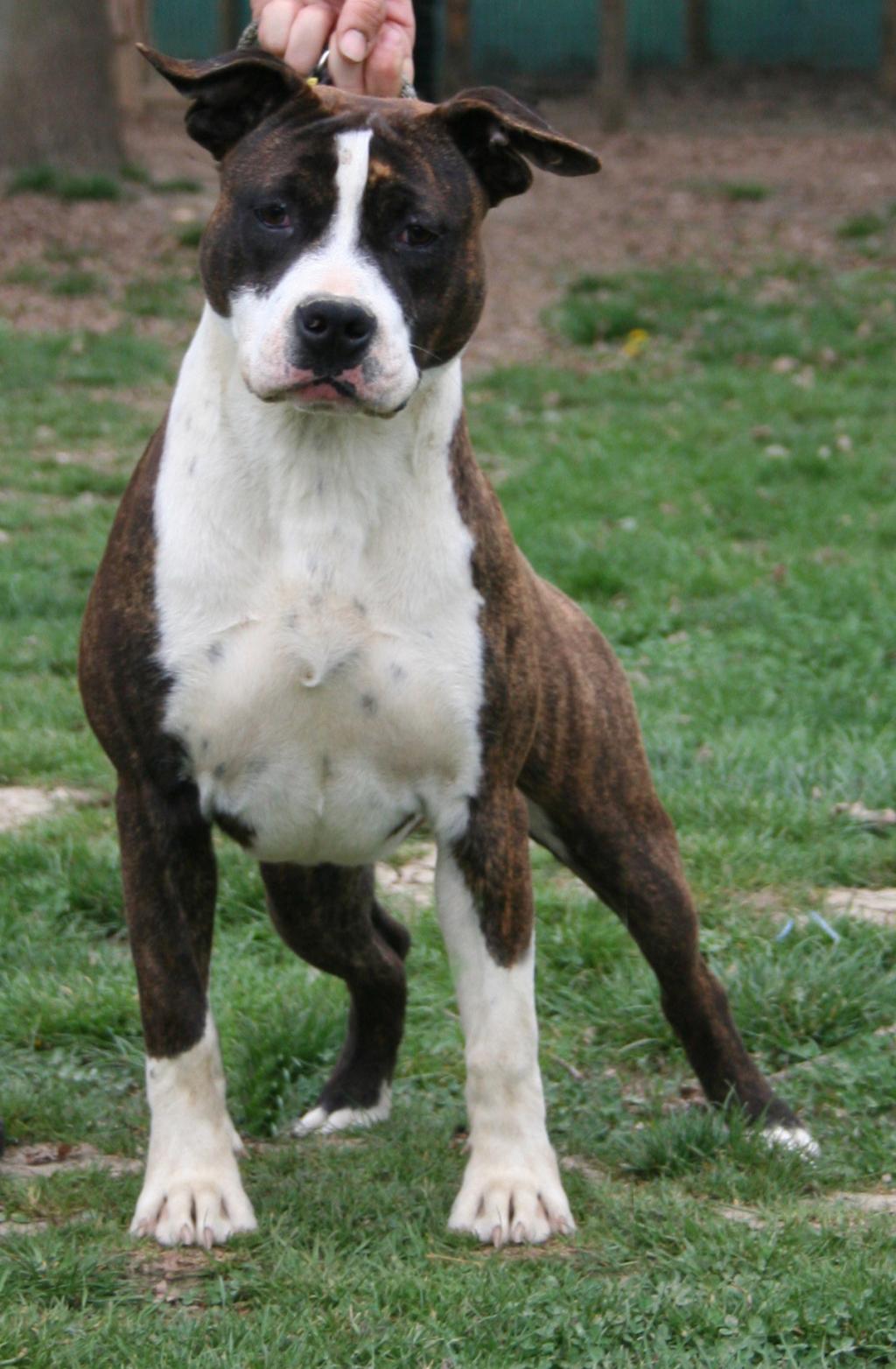 American Staffordshire Terrier - Zaira (Ataxia Clear)