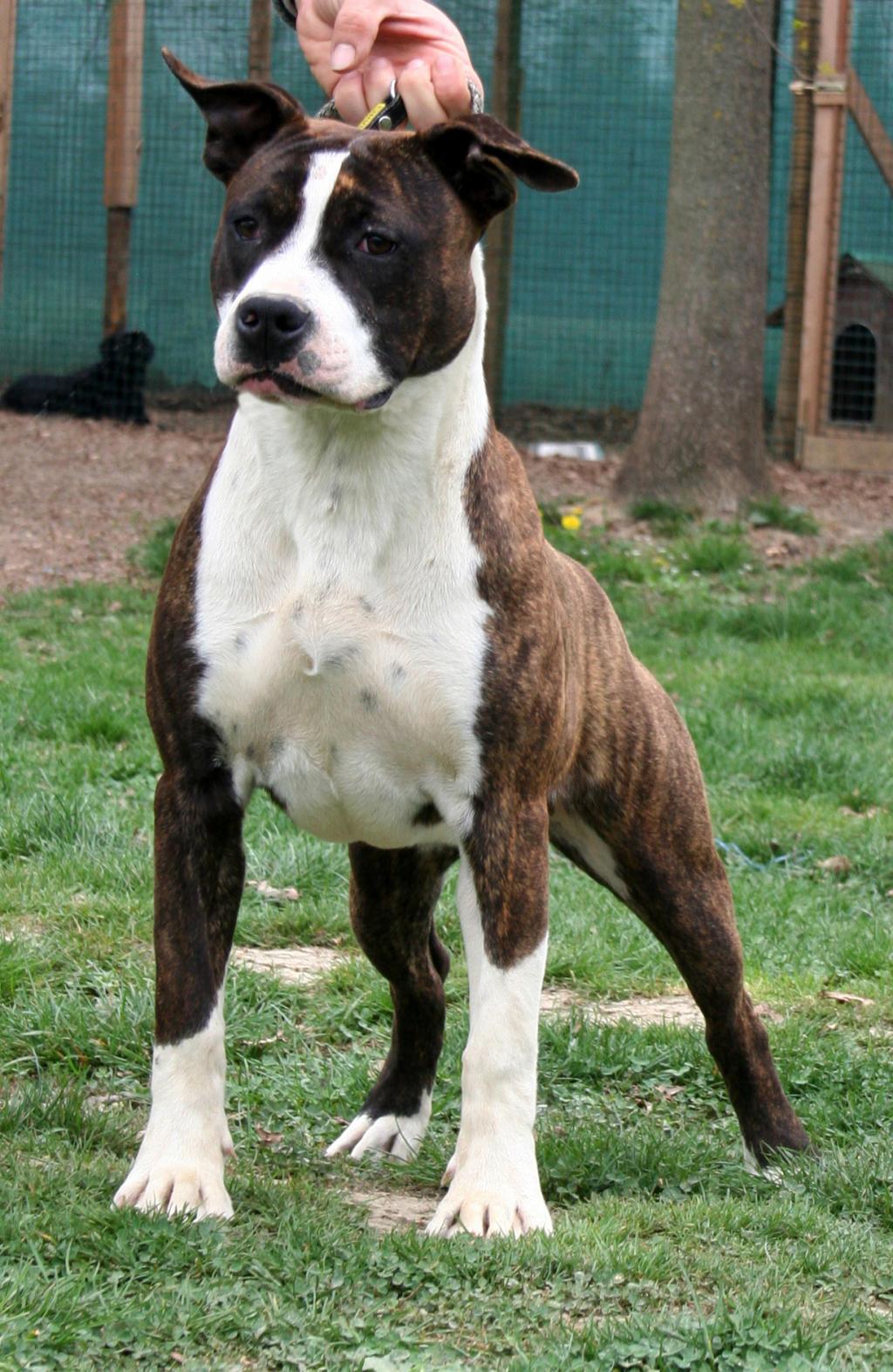 American Staffordshire Terrier - Zaira (Ataxia Clear)