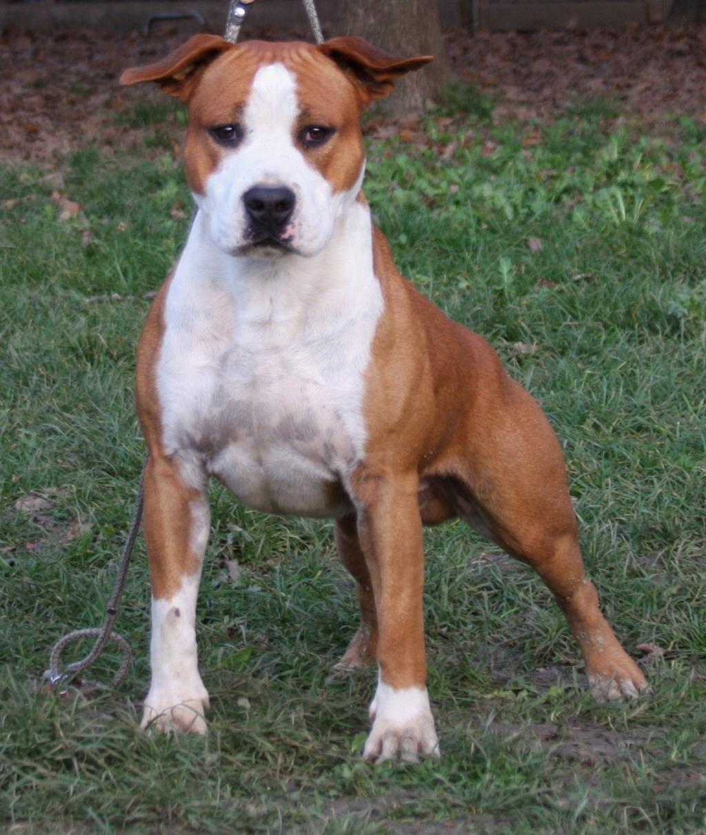 American Staffordshire Terrier - Manny (Ataxia Carrier)