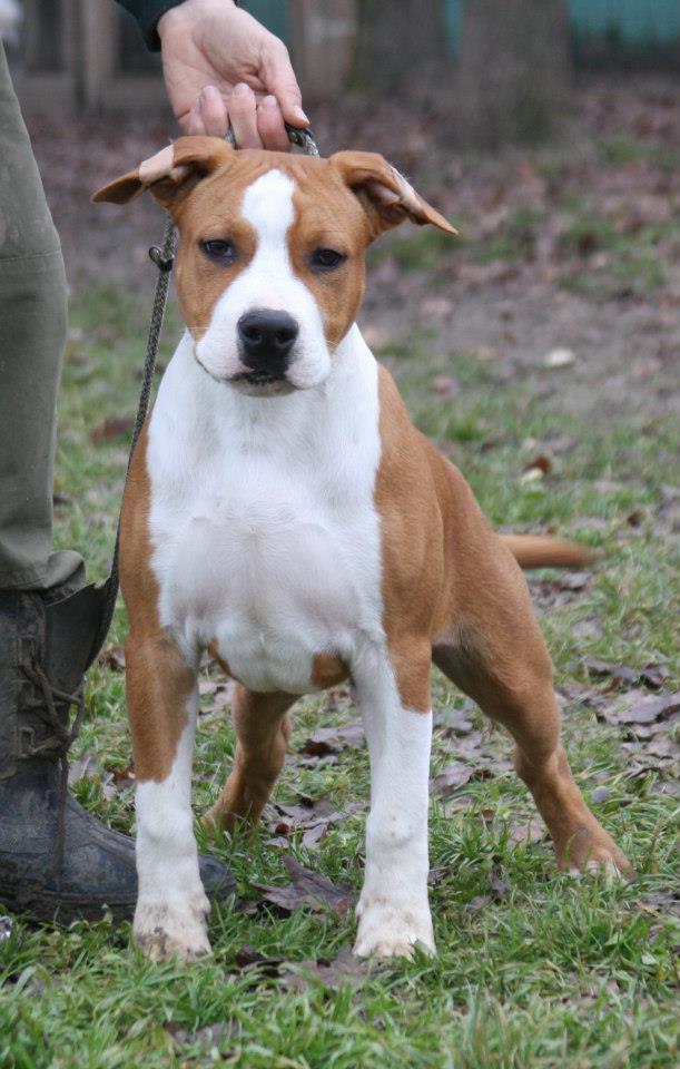 American Staffordshire Terrier - Red (Ataxia Carrier)