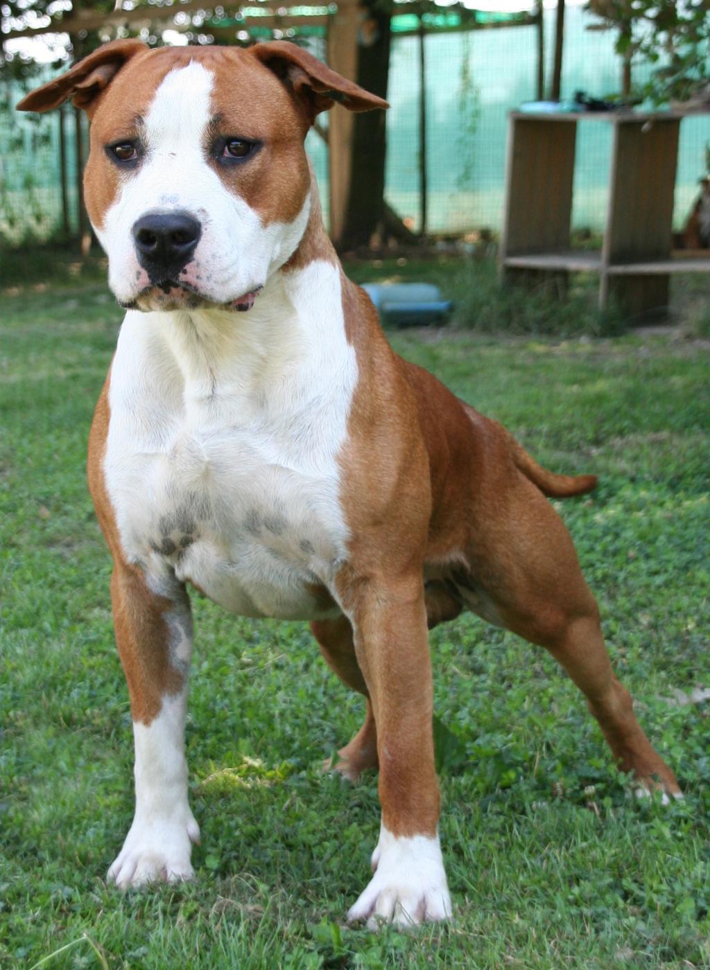 American Staffordshire Terrier - Manny (Ataxia Carrier)