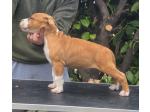 AMSTAFF Dylan (Ataxia Clear By Parental) 