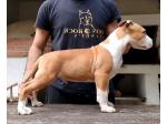 AMSTAFF Ryan (Ataxia Clear By Parental) 