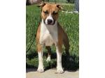 AMSTAFF Peggy (Ataxia Clear by parental) 
